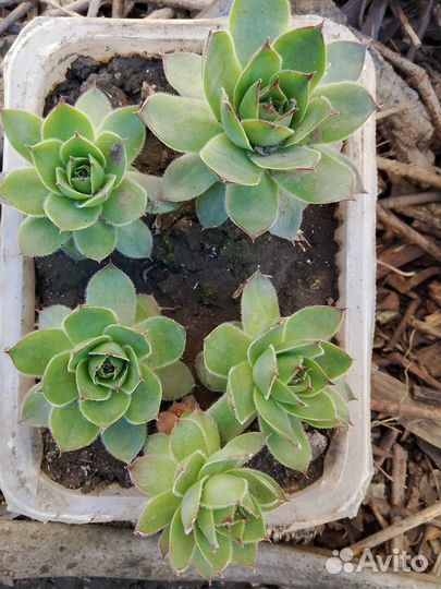 Суккуленты