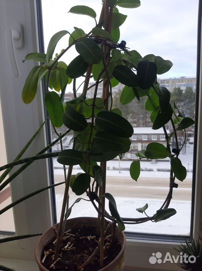 Стефанотис