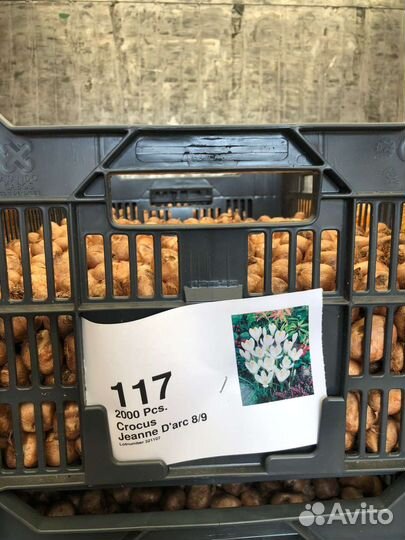 Луковицы крокусов оптом