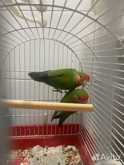 Неразлучники