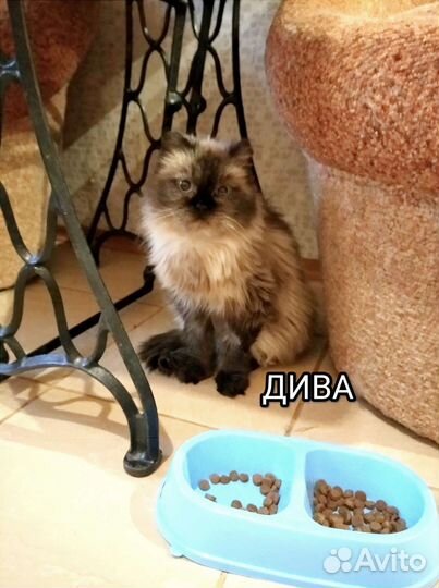 Они ждут чуда