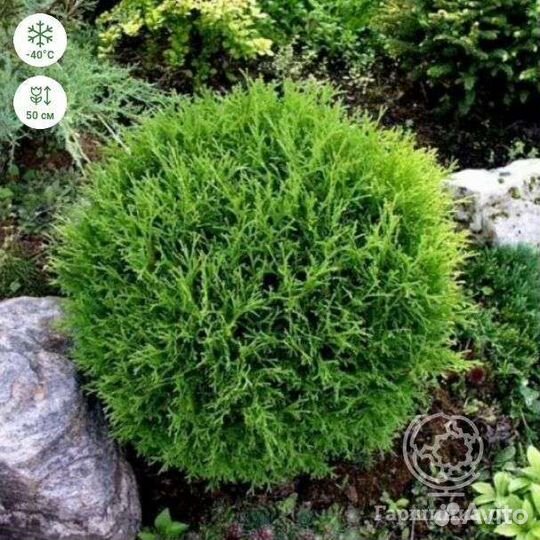 Туя шаровидная