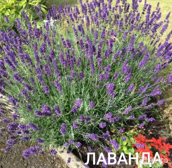 Лаванда кустики