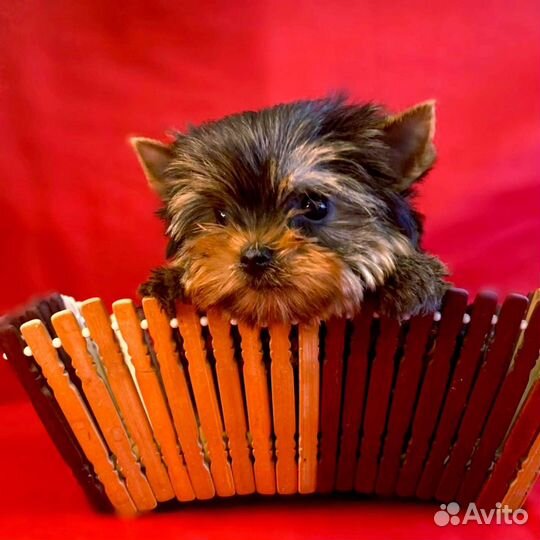Малыши -для души