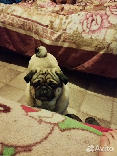 Вязка мопс девочка