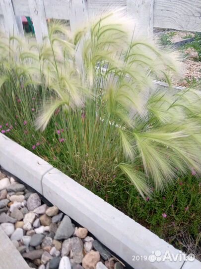 Декоративный злак. Многолетний