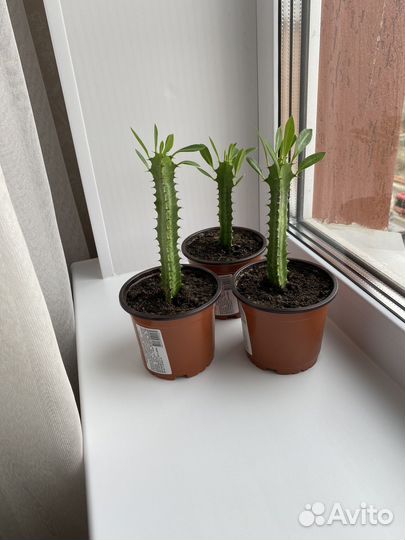 Молочай трехгранный