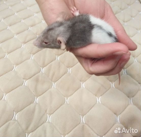Крысята дамбо