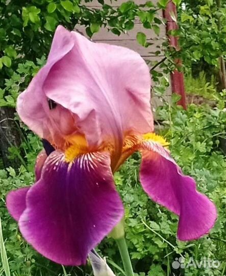 Ирисы бородатые сортовые