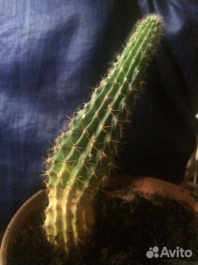 Кактус эхинопсис (цветет лето белыми цветами)