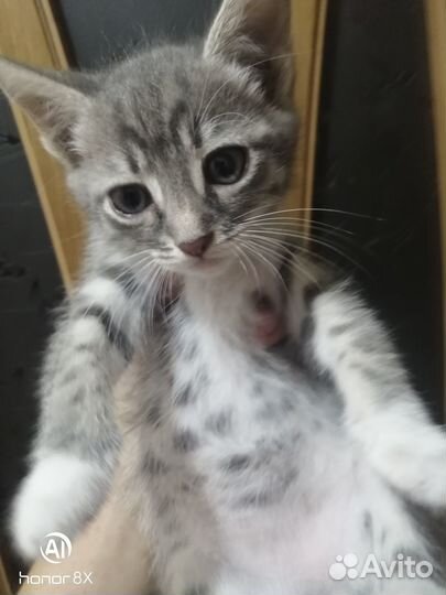 Котятя британцы