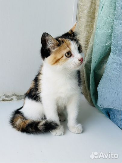 Котенок девочка в добрые руки