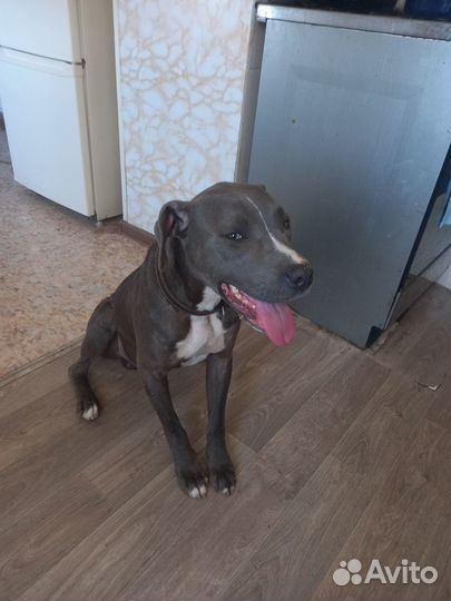 Продам щенков американского питбультерьера