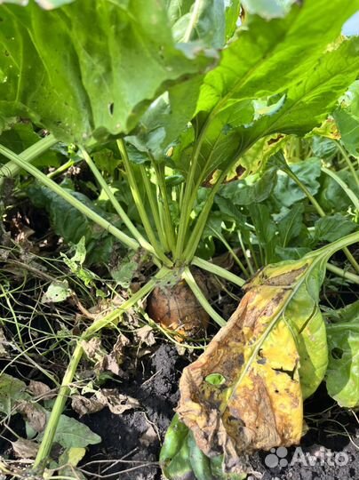 Кормовая свекла