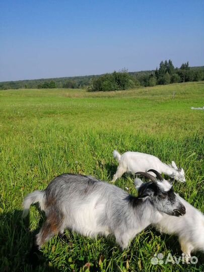 Козы козочки