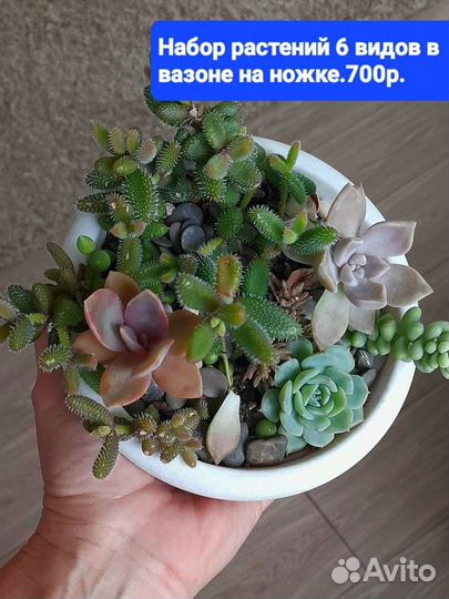 Суккуленты домашние