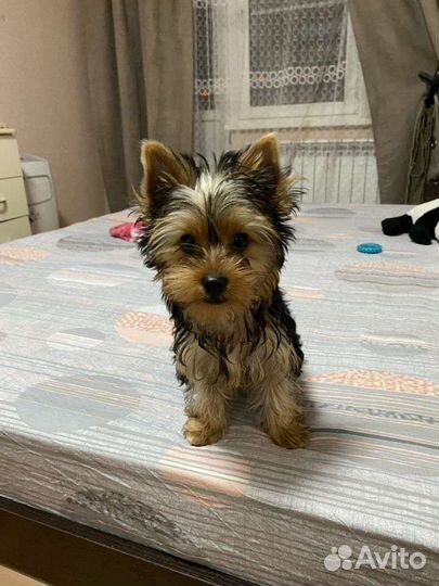 Йоркширский терьер вязка