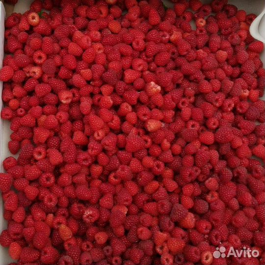 Свежая малина