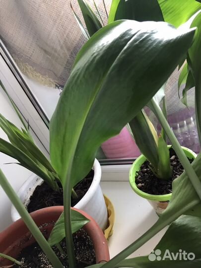 Эухарис детки