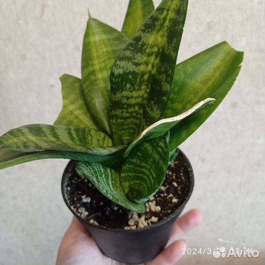Сансевиерии сортовые