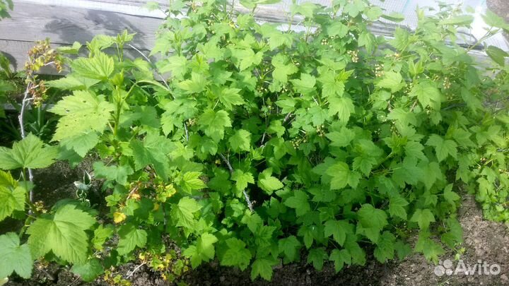 Кусты чёрной смородины и красной