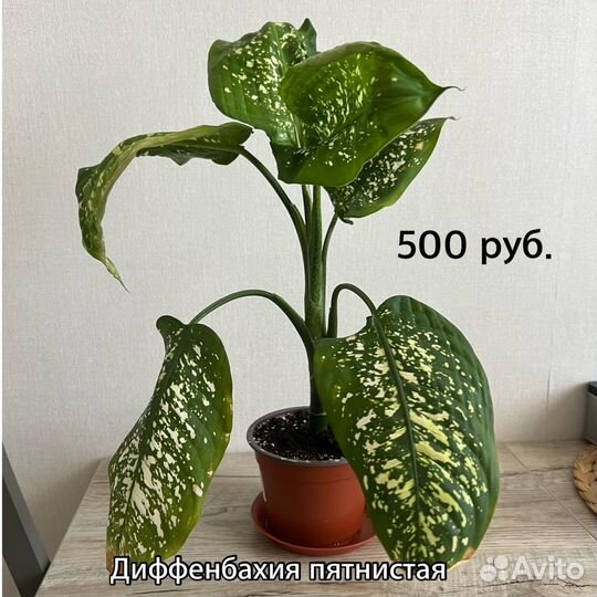 Комнатные растения