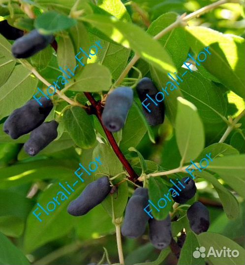 Жимолость Витаминная