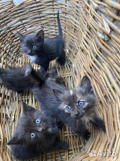 Котята