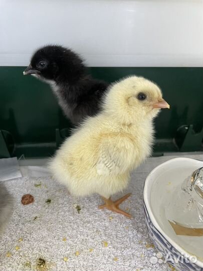 Цыплята с цветным яйцом