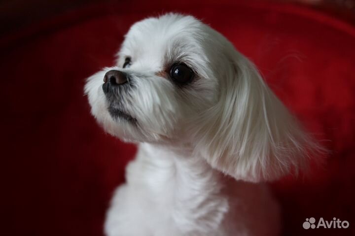 Грумер. Стрижка и уход для собак и кошек