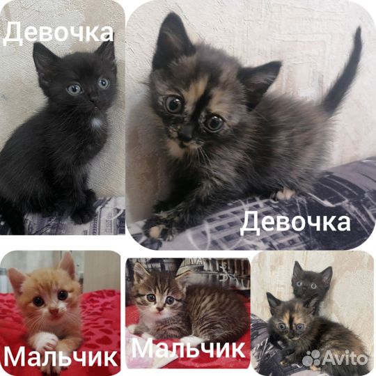 Котята в добрые руки