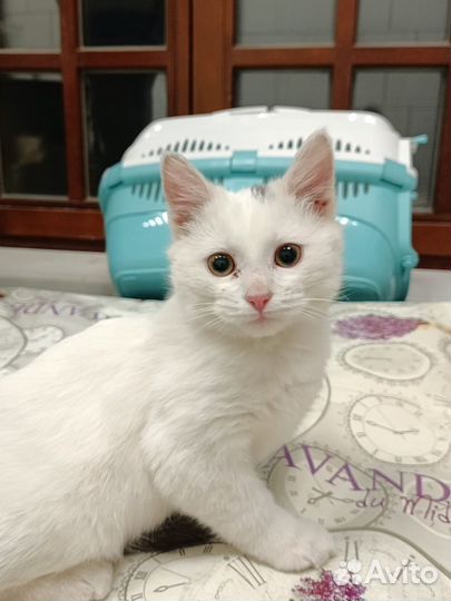 Котята в добрые руки мальчики 2 месяца