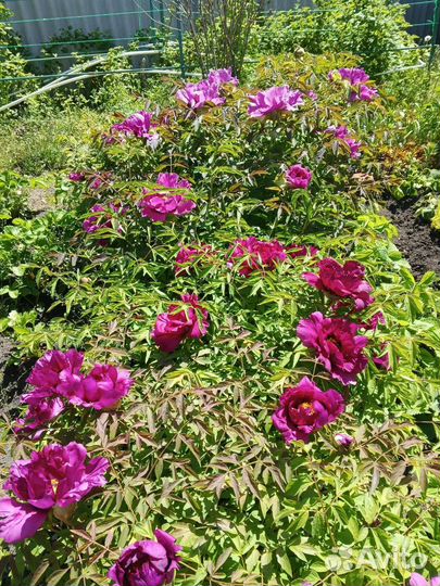 Пион древовидный Фиолетовый лотос