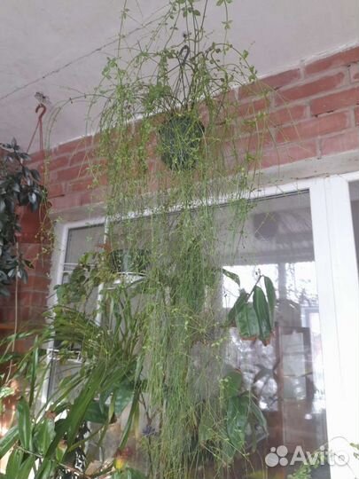 Немантус золотая рыбка, руселия хвощевидная