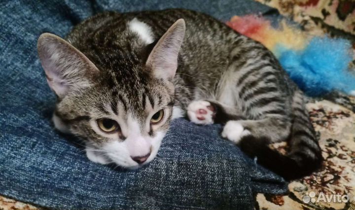 Котенку нужен дом