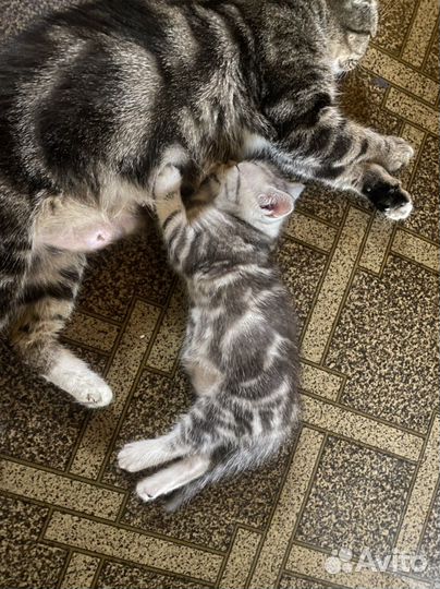 Шотландская