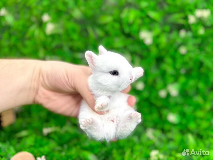 Мини карликовый кролик - самый маленький в мире