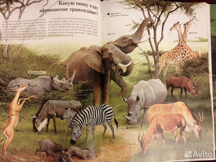 Познавательная энциклопедия 