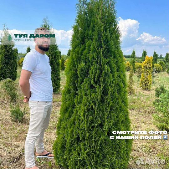 Туя брабант 180 см