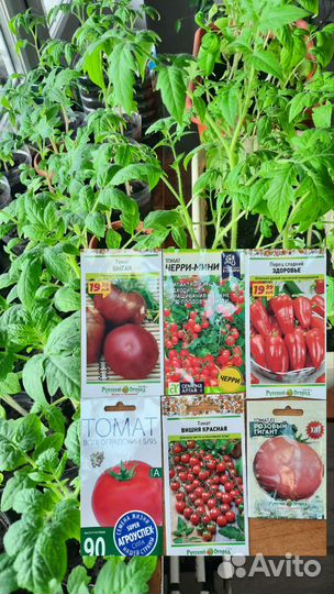 Помидоры,Перец, Черри балконные, Томаты