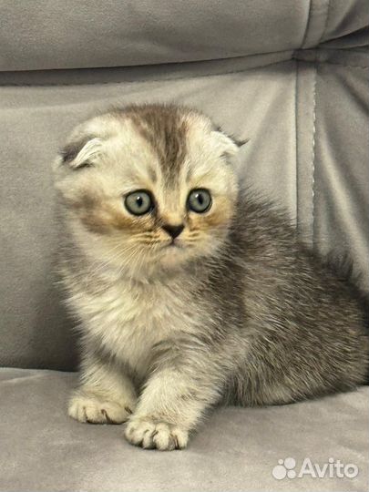 Котята шиншилла