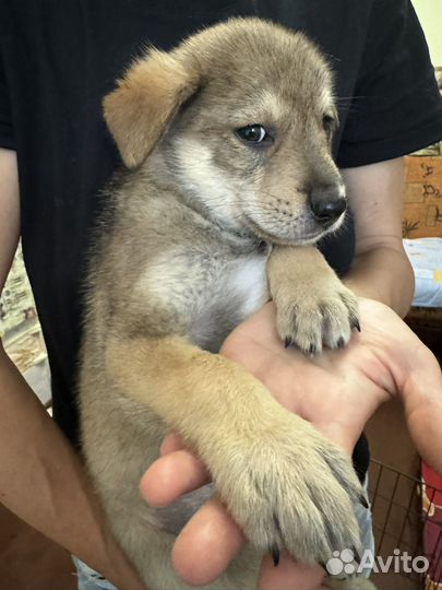 Щеночки в добрые руки