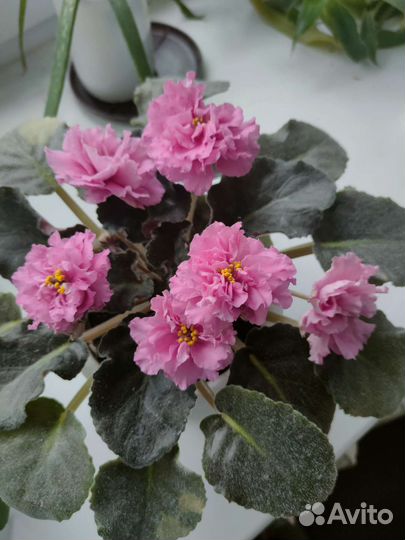 Сортовые фиалки