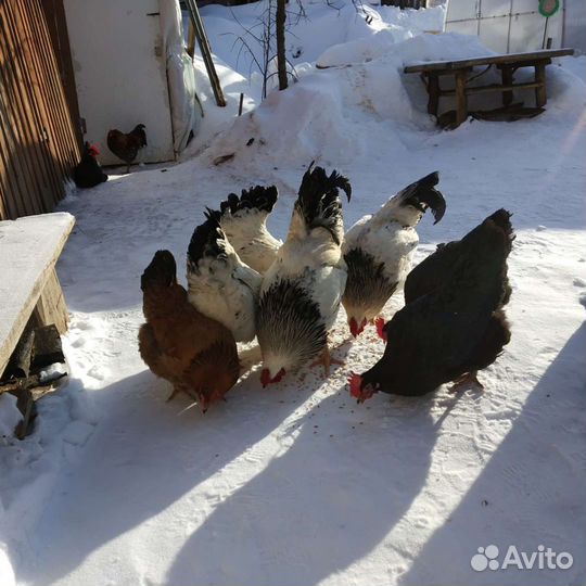 Инкубационное яйцо