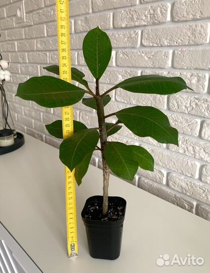 Плюмерия (франжипани)