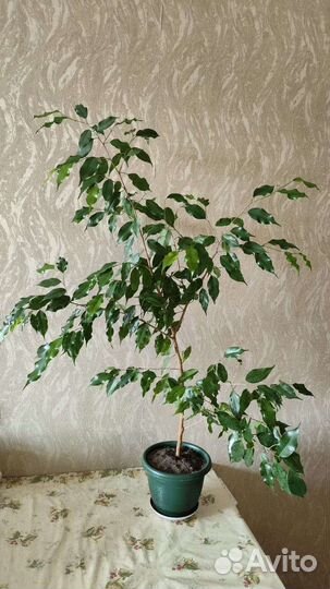Фикус бенджамина
