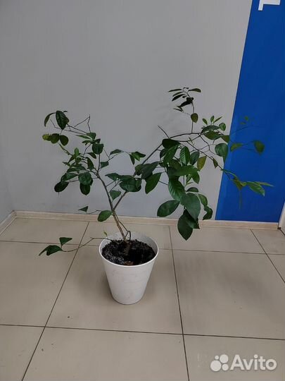 Лимон Мэйер