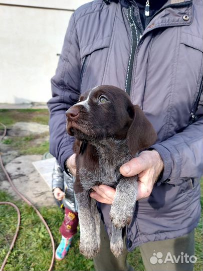 Щенки дратхаара