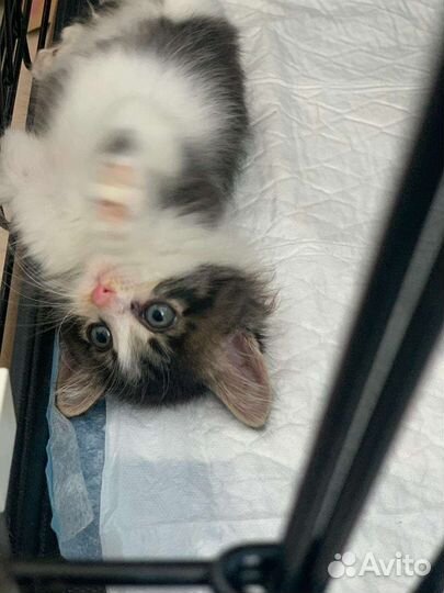 Котенок в дар