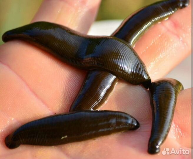 Пиявки для рыбалки